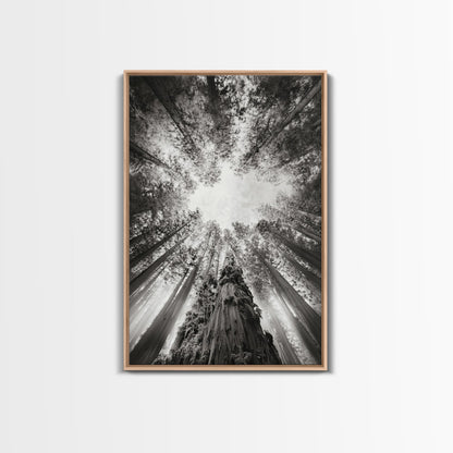 Redwood Canopy Sky, Majestic Forest Trees, Vertical Nature Scene, Framed Canvas Print, Wilderness Wall Art, Lodge or Den Decor