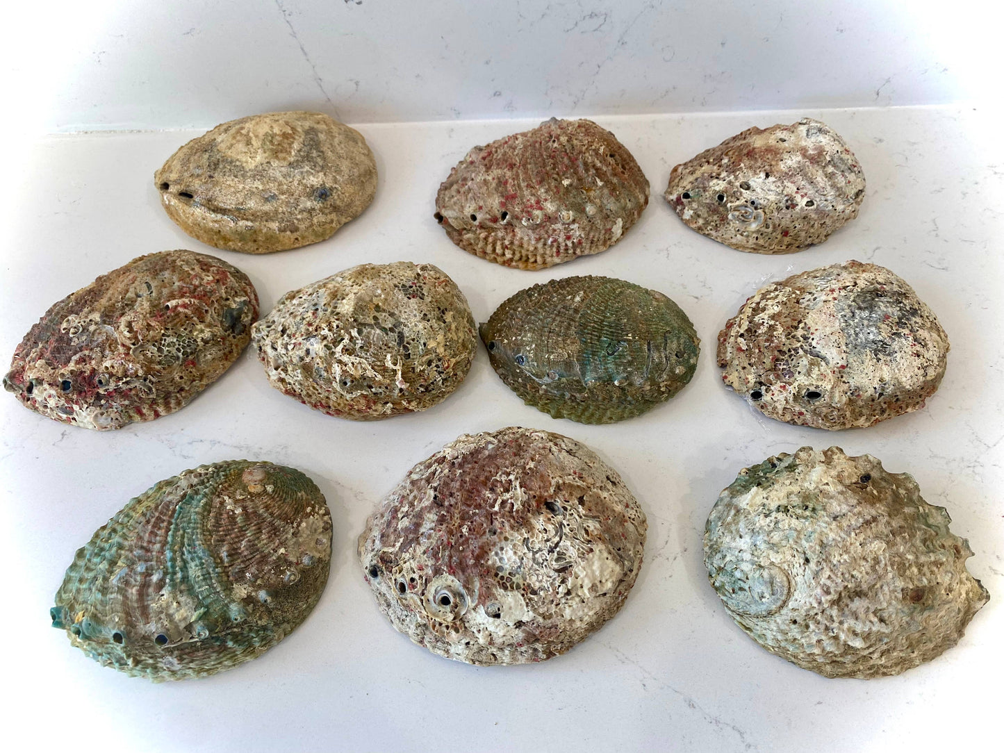 Sacred Smudging Companion: Natural Abalone Shells