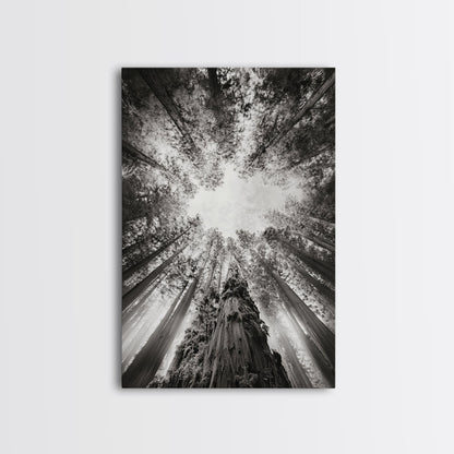 Redwood Canopy Sky, Majestic Forest Trees, Vertical Nature Scene, Framed Canvas Print, Wilderness Wall Art, Lodge or Den Decor