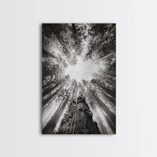 Redwood Canopy Sky, Majestic Forest Trees, Vertical Nature Scene, Framed Canvas Print, Wilderness Wall Art, Lodge or Den Decor