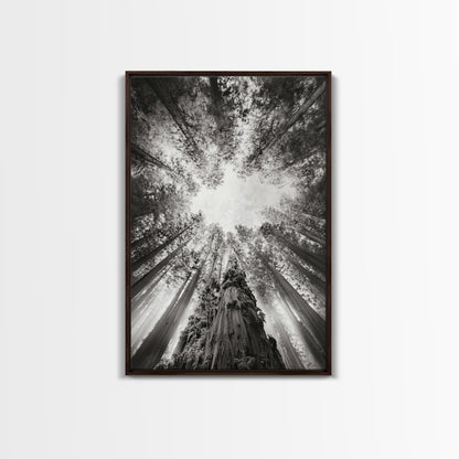 Redwood Canopy Sky, Majestic Forest Trees, Vertical Nature Scene, Framed Canvas Print, Wilderness Wall Art, Lodge or Den Decor