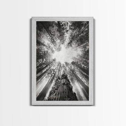Redwood Canopy Sky, Majestic Forest Trees, Vertical Nature Scene, Framed Canvas Print, Wilderness Wall Art, Lodge or Den Decor