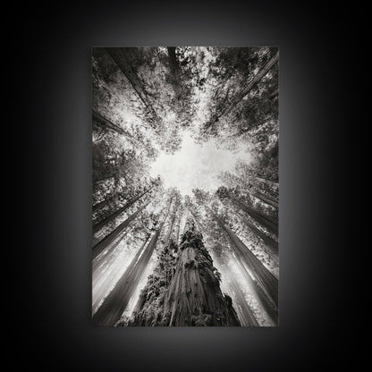 Redwood Canopy Sky, Majestic Forest Trees, Vertical Nature Scene, Framed Canvas Print, Wilderness Wall Art, Lodge or Den Decor