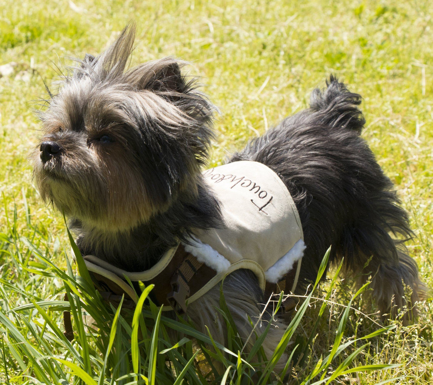 Touchdog ® 'Tough-Boutique' 2-in-1 Adjustable Fashion Dog Harness and Leash