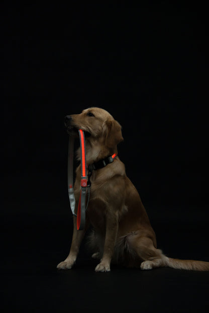 Touchdog ®'Lumiglow' 2-in-1 USB Charging LED Lighting Water-Resistant Dog Leash and Collar